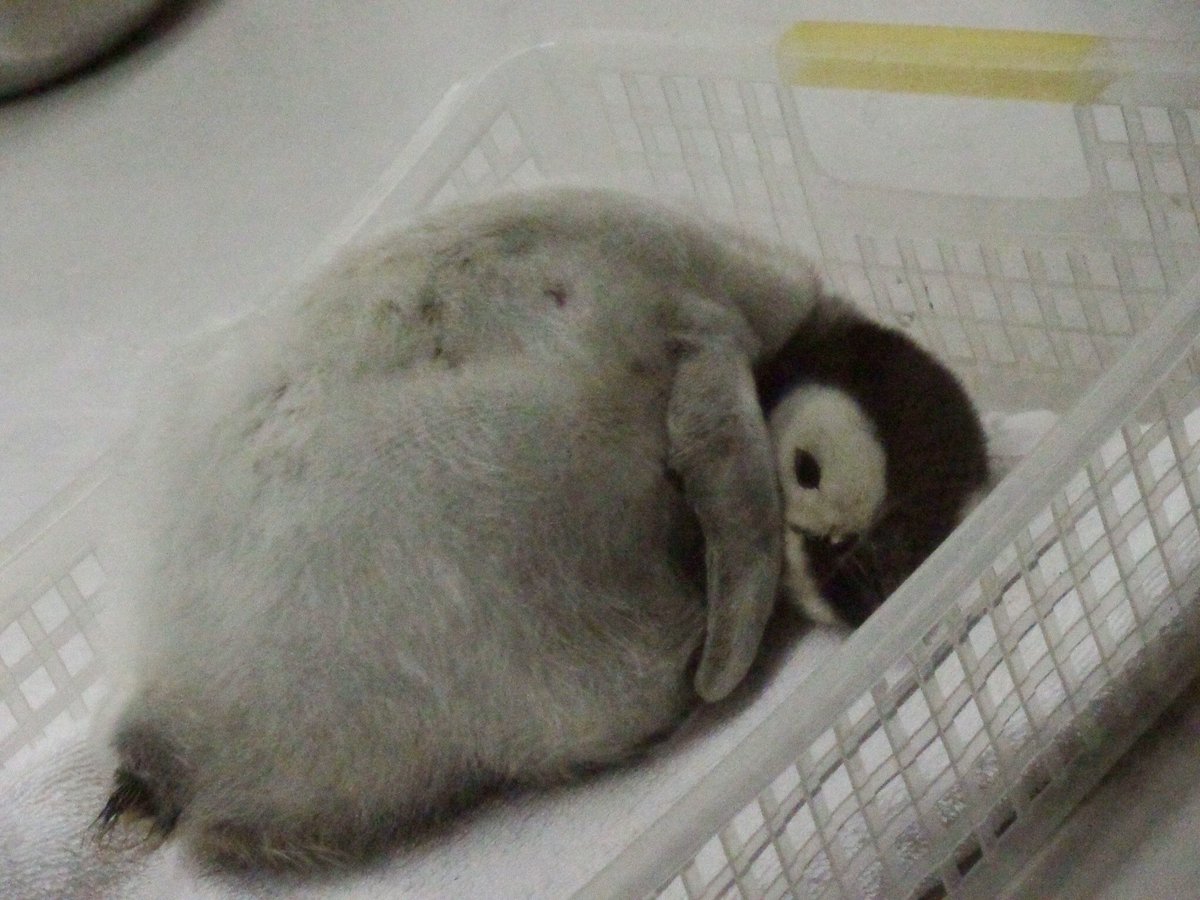 よっしぃ、🐧🐬 (@yoccy) / Posts / X