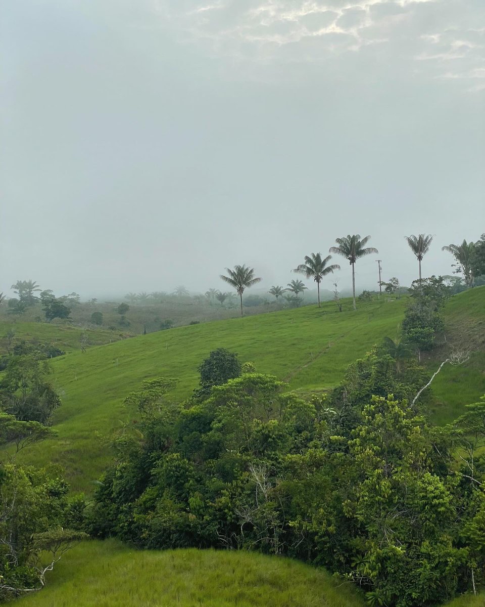 LauraPolanco7's tweet photo. #CAQUETÁ 💚 #Colombia 🇨🇴 https://t.co/SldLPSdPl0