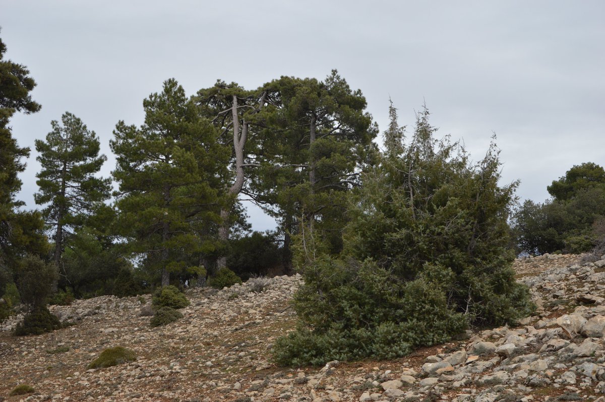 El monte de Utilidad Pública nº 1 'Navahondona', en Cazorla, es un repositorio forestal vivo gracias a la acción de @IngenieroMackay y sus sucesores. Pinos laricios y rodenos, diques en barrancos y una nueva generación ya a la espera #SoyForestal