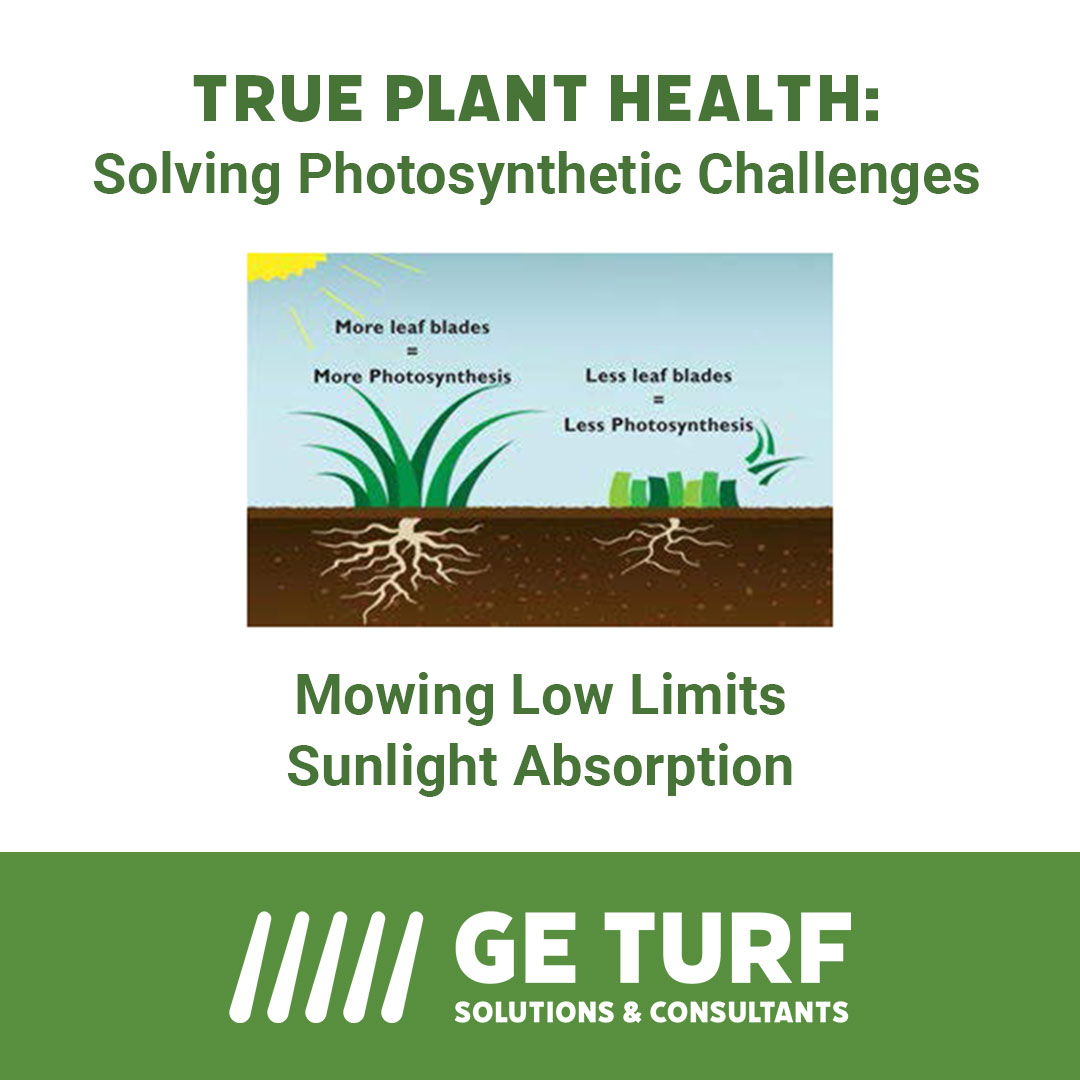 GE_Turf's tweet photo. Unfortunately, the number of hormones and metabolites the plant needs to make is dependent on the amount of sunlight the plant can absorb. This is why turfgrasses that are mowed low might not be able to keep up with the constant demands.

Learn more at https://t.co/YTi0sOLwdX https://t.co/VZh3MRWXcd