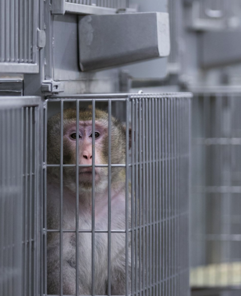 mhp_guy's tweet photo. A biotech company bought 538 acres outside of Houston to raise &amp; sell 43,200 research monkeys.

The monkeys sell for ~$60k each! They were $5k pre-Covid.

Residents &amp; PETA are fighting it hard, but so is the company. $2.5B isn't chimp change! What a wild business. https://t.co/0fb3TtVpe7