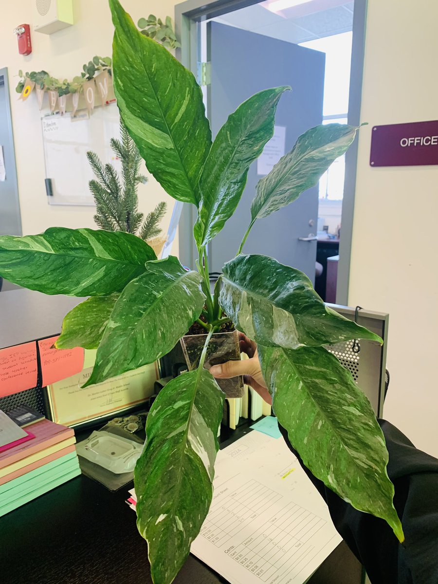 Getting Big!!!! 💚 #officeplants #planttwitter