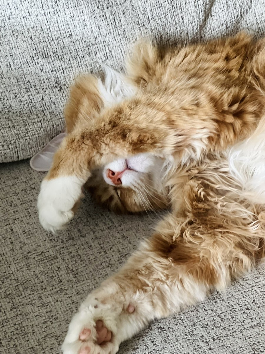 genabessire's tweet photo. My middle kiddo has voiced her complaints that her #cat has not been featured. We can't have that. ๐คฃ Drum roll, please! Meet Simeon!
#orangecat #fortheloveofcats #sleepingcat #deadtotheworld #writerslife #writermama #amreading #amwriting #amwritingromance #writingcommunity https://t.co/FNLRNkubls