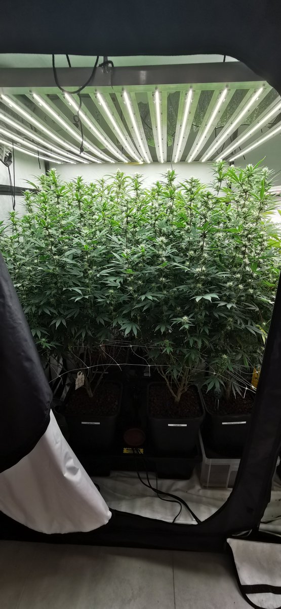 freaksofnaturez's tweet photo. The biggest lie you'll hear as a beginner grower?

Organic is better than salts.

Is it easier? Yes.
It is better for the environment? Probably.

But your banana tea ain't strong enough to defeat my salt kung fu, young grasshoppa. https://t.co/dUTEWsdxHY