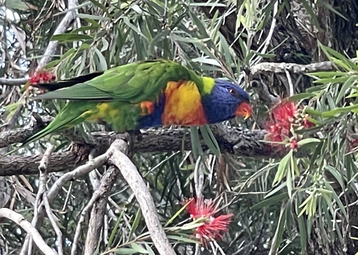 BronFredericks's tweet photo. I saw lots of my favs this morning - lorikeets. This one was feeding on the callistemon up the street. 🐦💕 First seen: curlews. First heard: a kookaburra. #Firstseenandheard #BirdsOfTwitter #Dunwich, North #StradbrokeIsland - #Goompi #Minjerribah #Quandamooka #Qld #Australia https://t.co/ApLnw20CO2