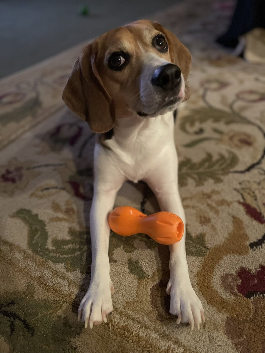 beaglelucylooo tweet media