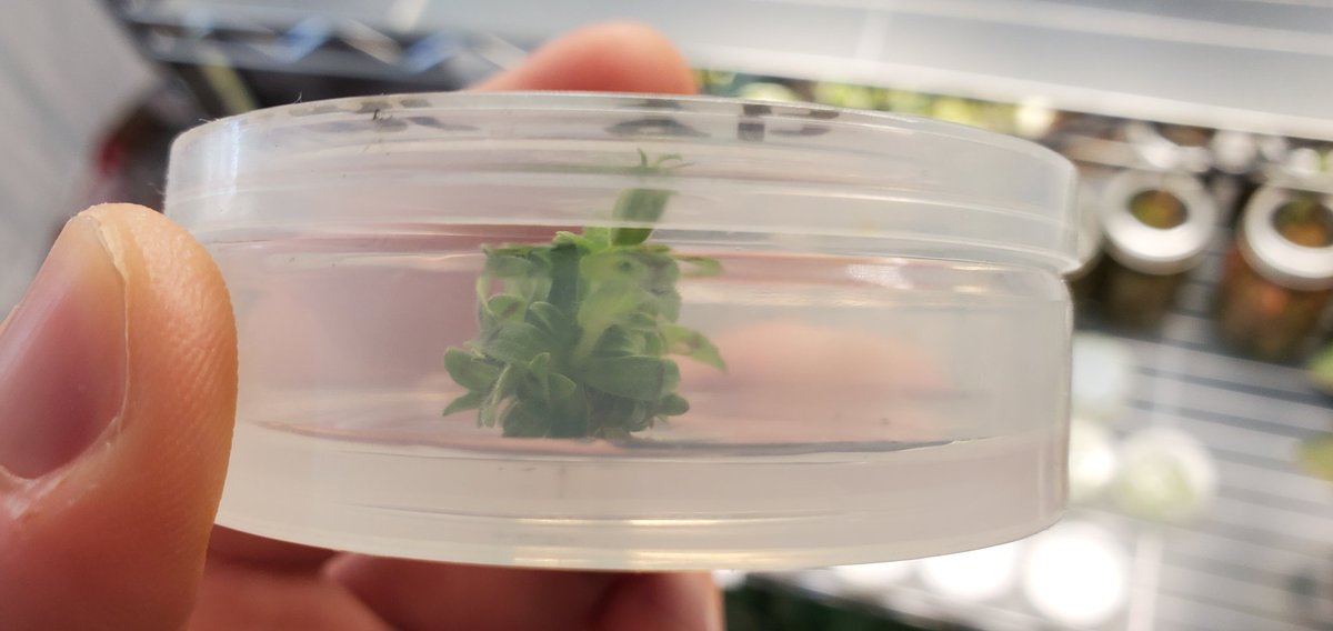 My micro mimulus be floweringggg.