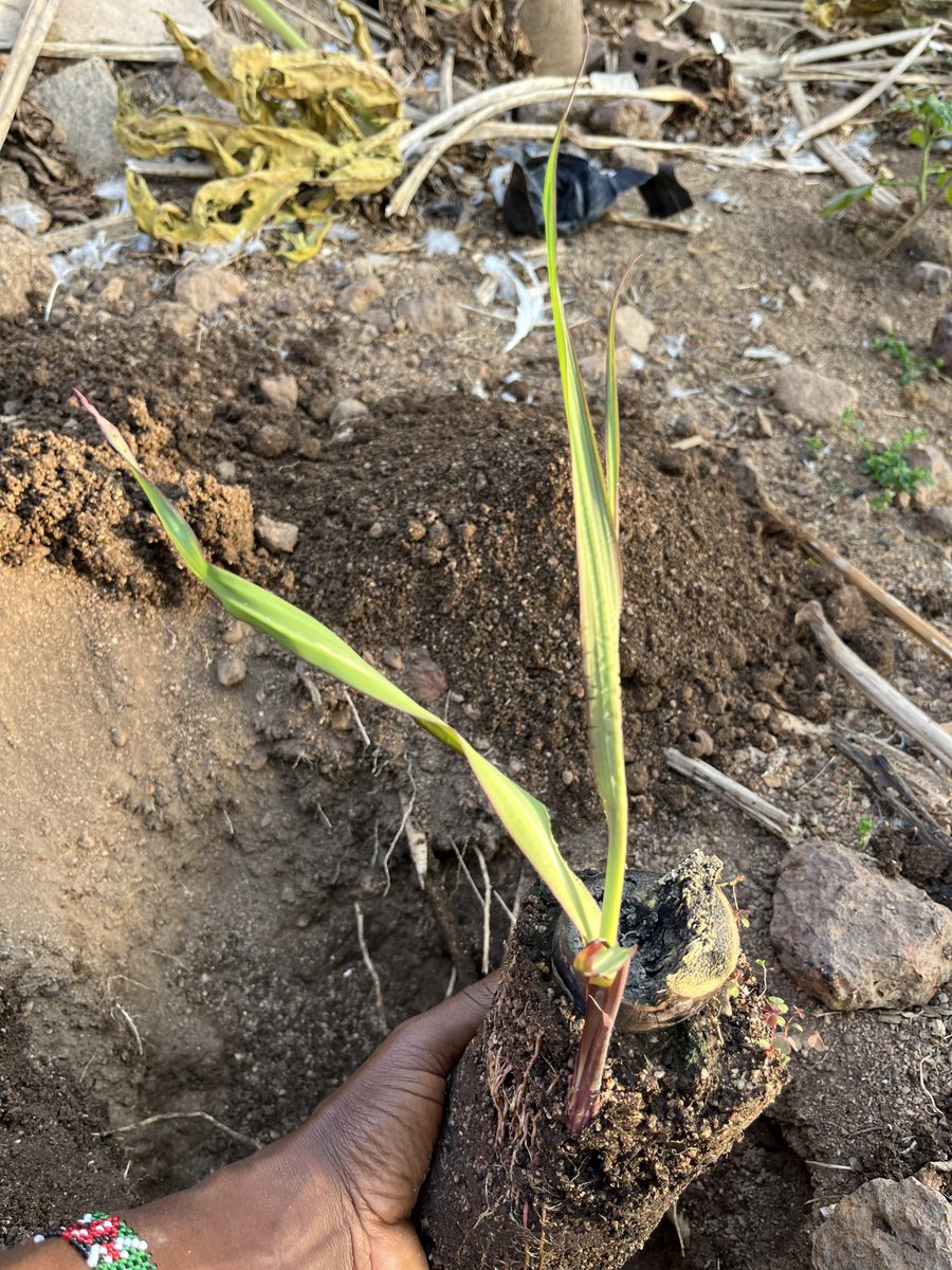 As part of our annual #newyear ritual, we planted something new in #2024. It's a part of a sugarcane stalk that I was gifted -decided to try propagating it. What are you planting this year? #greenkontrails #farmkids #sugarcane #firstplant #growwhatyoueat #greenkontrail_solutions