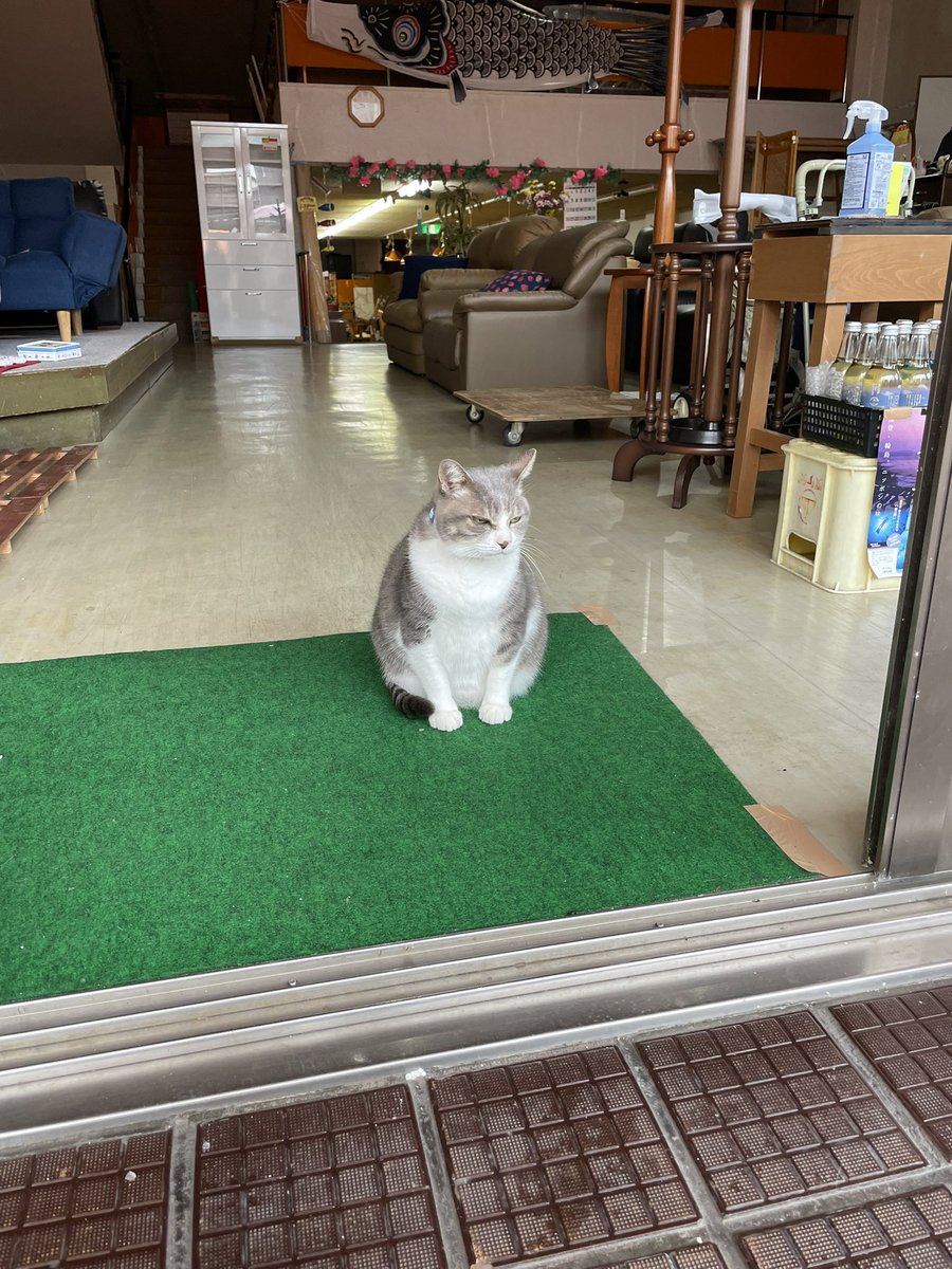 BPzh2's tweet photo. 🐾拡散よろしくお願いします🐾
ご家族の方から輪島朝市のアイドル猫タマちゃん他、やはり行方不明になっているそうです。もし見かけた方や保護した方が居たら連絡お願いします🙇
#輪島朝市
#拡散希望
#猫
#能登半島地震
#保護猫
#迷い猫
#タマ https://t.co/Nu0Yd8MR11