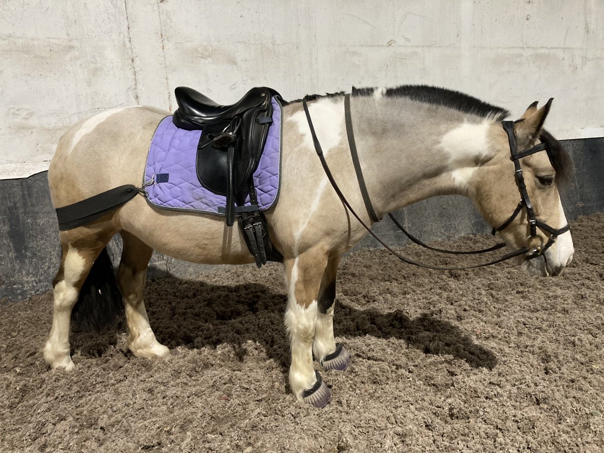 yellowcobDR's tweet photo. Tess was a good girl tonight as #operationgettessfit continues. I really love having an indoor school in this wind and rain ☔️ https://t.co/JkHUriYmMH