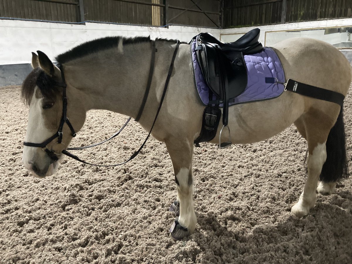 Tess was a good girl tonight as #operationgettessfit continues. I really love having an indoor school in this wind and rain ☔️