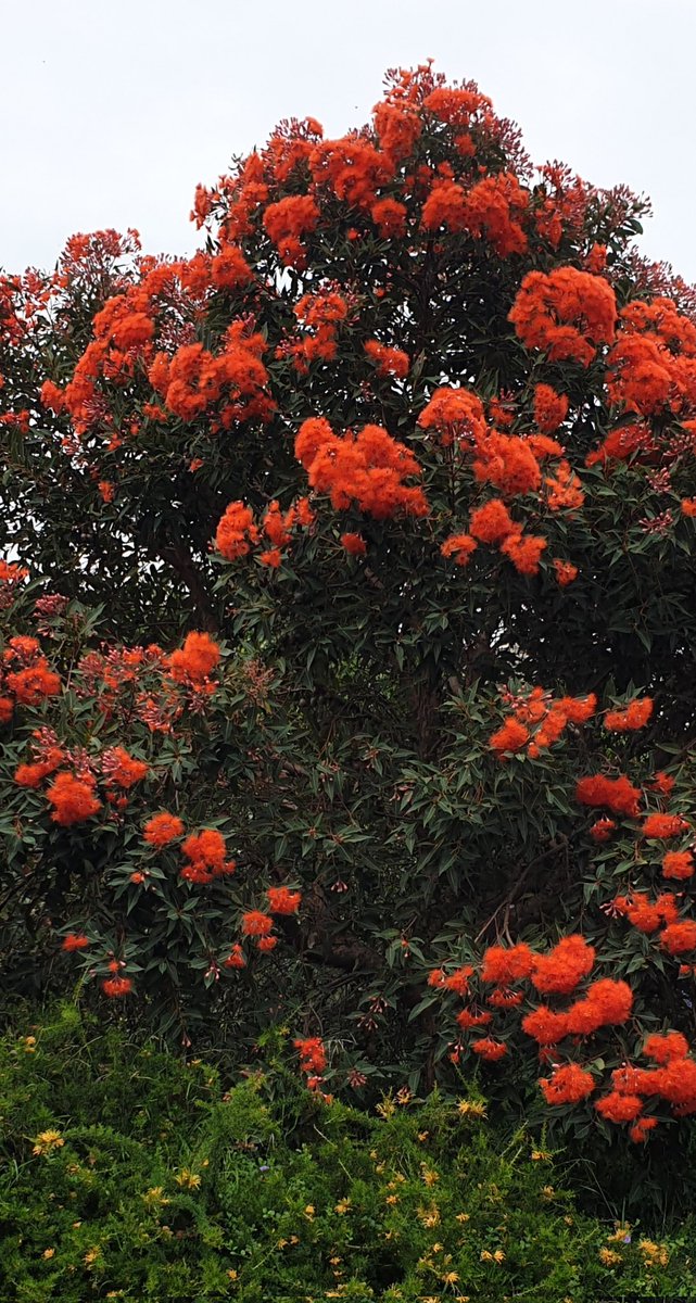 Corymbia ficifolia (bloodwoods)
There are a few cultivars
Ideal for home gardens
