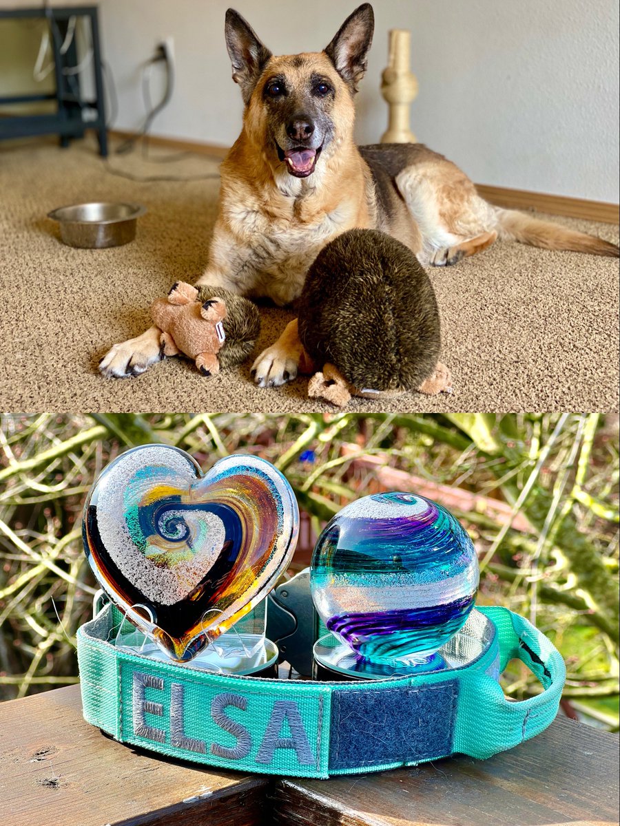 JoshHasDogs's tweet image. Bittersweet day as I change out the 2023 #DogsOfMicrosoft Calendar for the 2024. Will be saving this one. Elsa’s been gone 2 years now and I still catch myself thinking she’s going to come trotting down the hall with her big smile. #pnwgsdpack #GermanShepherd