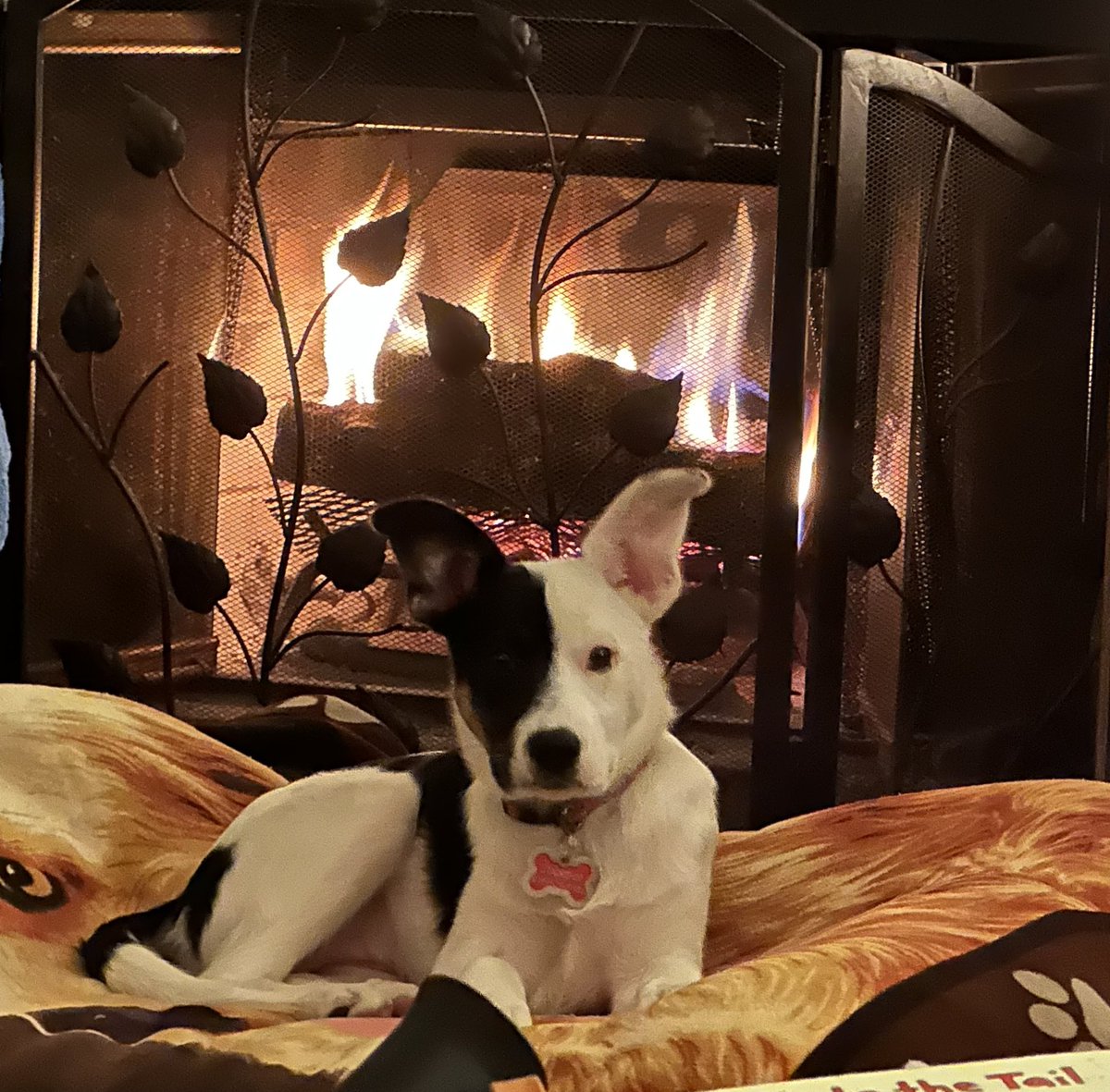 GetFitNowJill's tweet image. #SpoiledPup