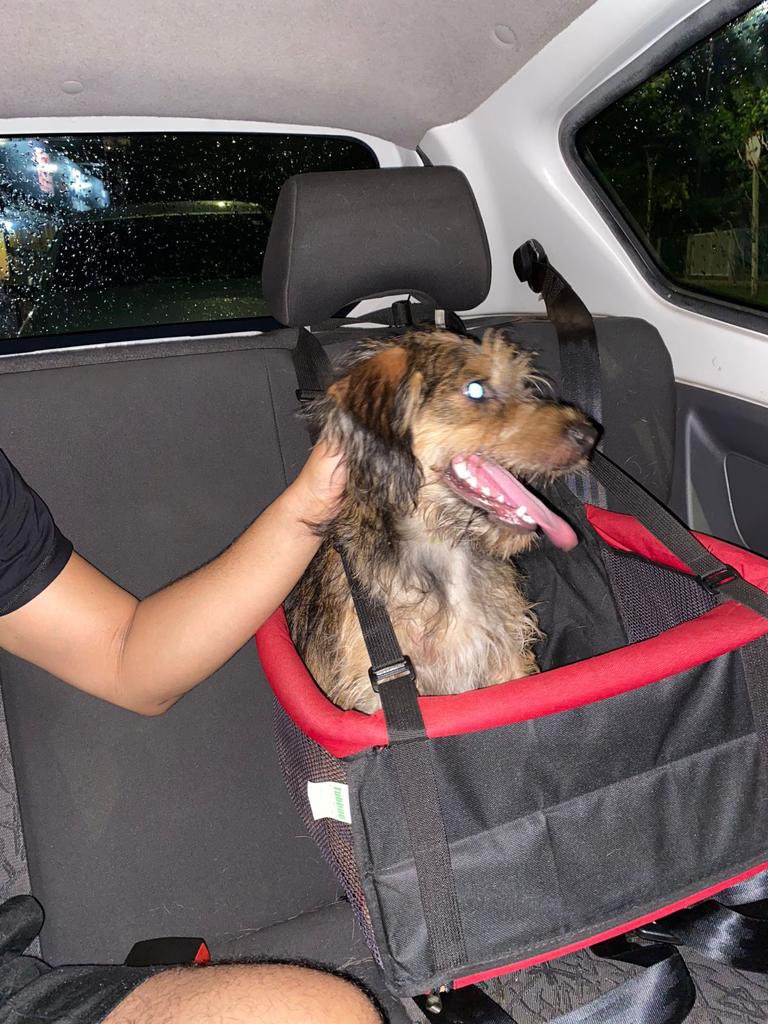 Pessoal!

Acabaram de abandonar esse cachorrinho aqui na nossa frente, na região da Orla.
Macho, dócil, de unhas cortadinhas e sem carrapato.
Alguém podenos ajudar com lar temporário ou conhece quem pode?!