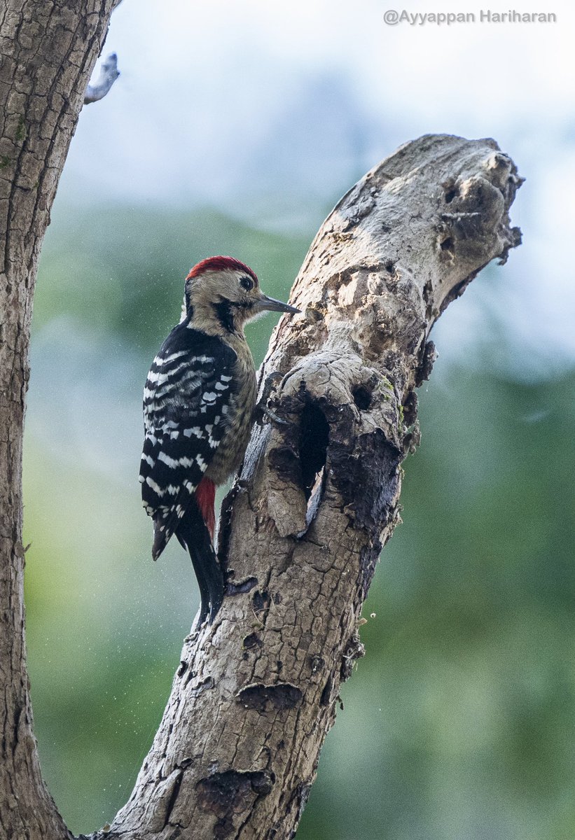 Fulvous-breasted woodpecker Pic taken at Dhikala, Jim Corbett #IndiAves #BBCWildlifePOTD #natgeoindia #SonyAlpha #ThePhotoHour @UTDBofficial