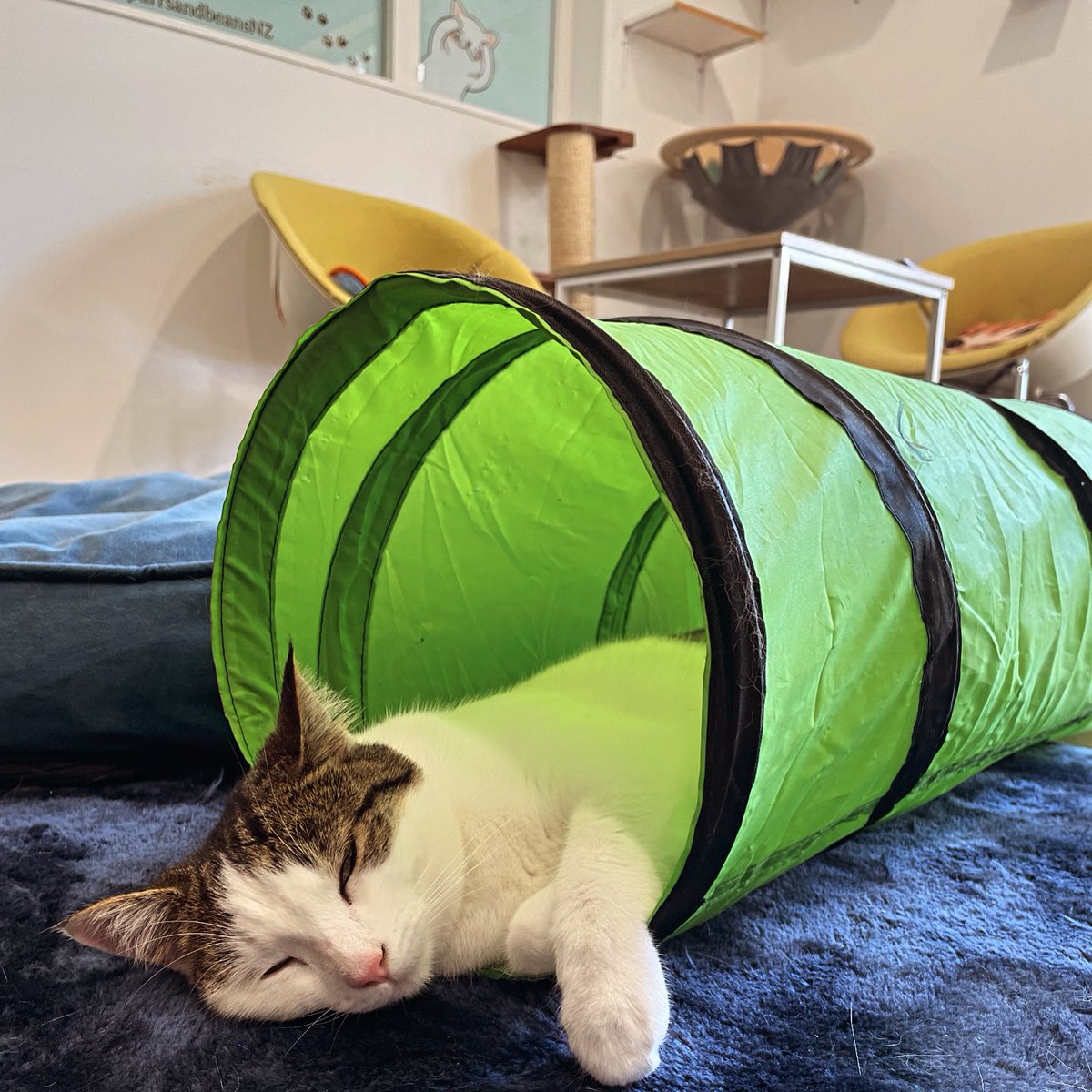 purrsandbeansnz's tweet photo. Elsa is all tuckered out from lots of playtime with guests 💚💤

We were nearly fully booked today so a pawsome start to 2024! The kitties enjoyed having people in again to give them all the love 😺

📣 Cat tunnel by @JacksonGalaxy 🐾

#happynewyear #fostercat  #purrsandbeans https://t.co/7wDaVoTa9o