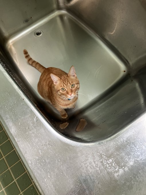 これはなぜか浴槽に逃げ込むにゅーねこし 