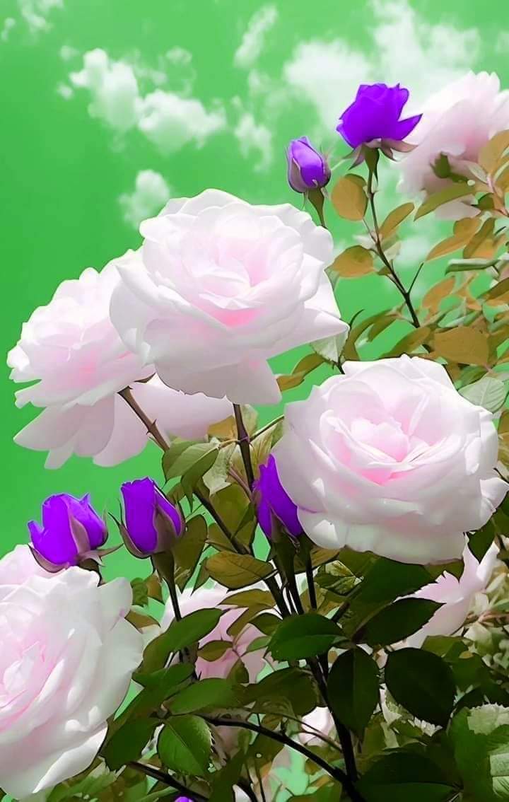 Sabeel Ali tweet media