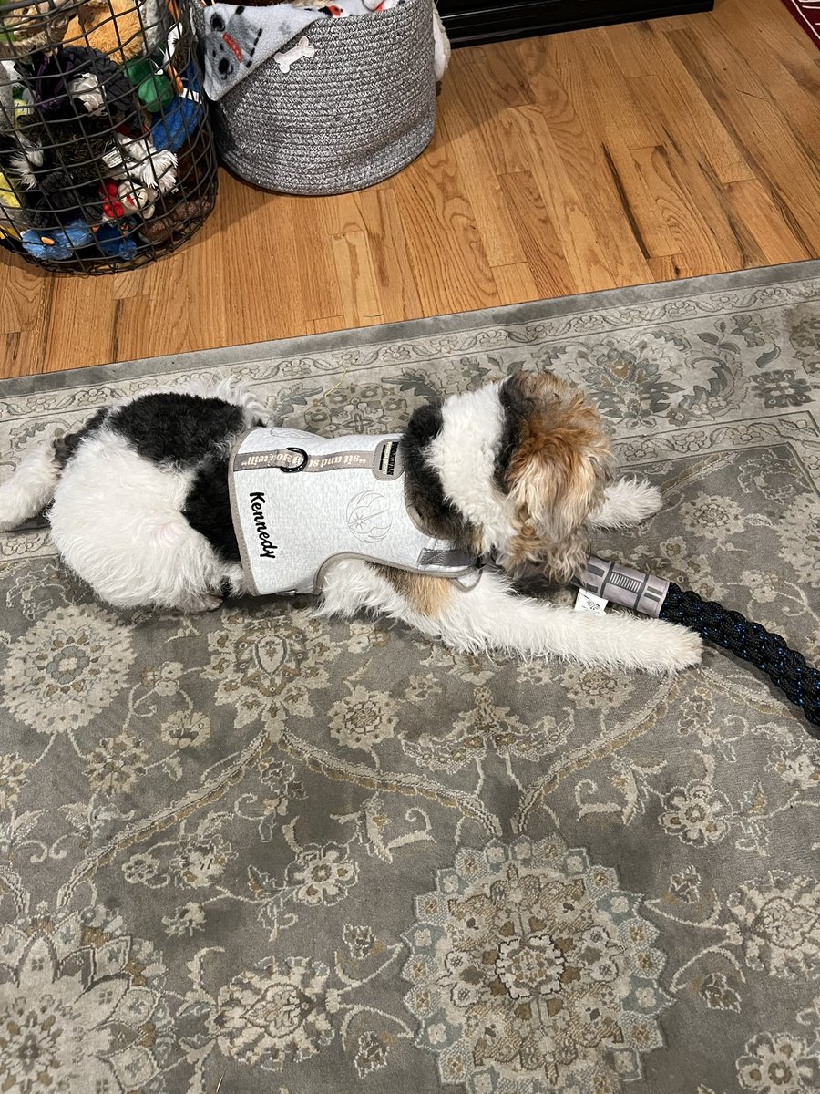 gamerbabebec's tweet photo. Happy New Year! @beachgrl4 @evaelle @thefamousodette @surfingiantsfan
Are you feeling the Force? Kennedy happened to get a Pawdawan Academy Harness & Lightsaber 4 Christmas. Heβs wearing that tonight instead of his jersey. Hope I made the right decision #DubNation #ORLvsGSW https://t.co/6HLw5NCC7o