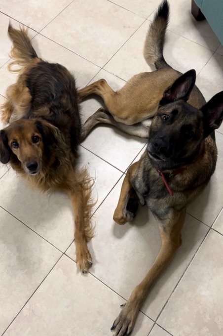Pips and Luna looking like good dogs. https://t.co/2cu3AStG5A<a href="/tag/jordancon"class="tags"><span>#jordancon</span></a><a href="/tag/jordancon2024"class="tags"><span>#jordancon2024</span></a>