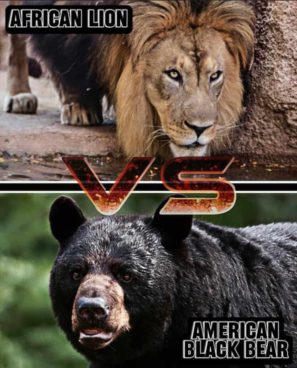 #AfricanLion🐈 VS #AmericanBlackBear🧸

(Animal Kingdom Battle)

Who wins, and why⁉️

#whowouldwin #deathbattle #SHPOLL23