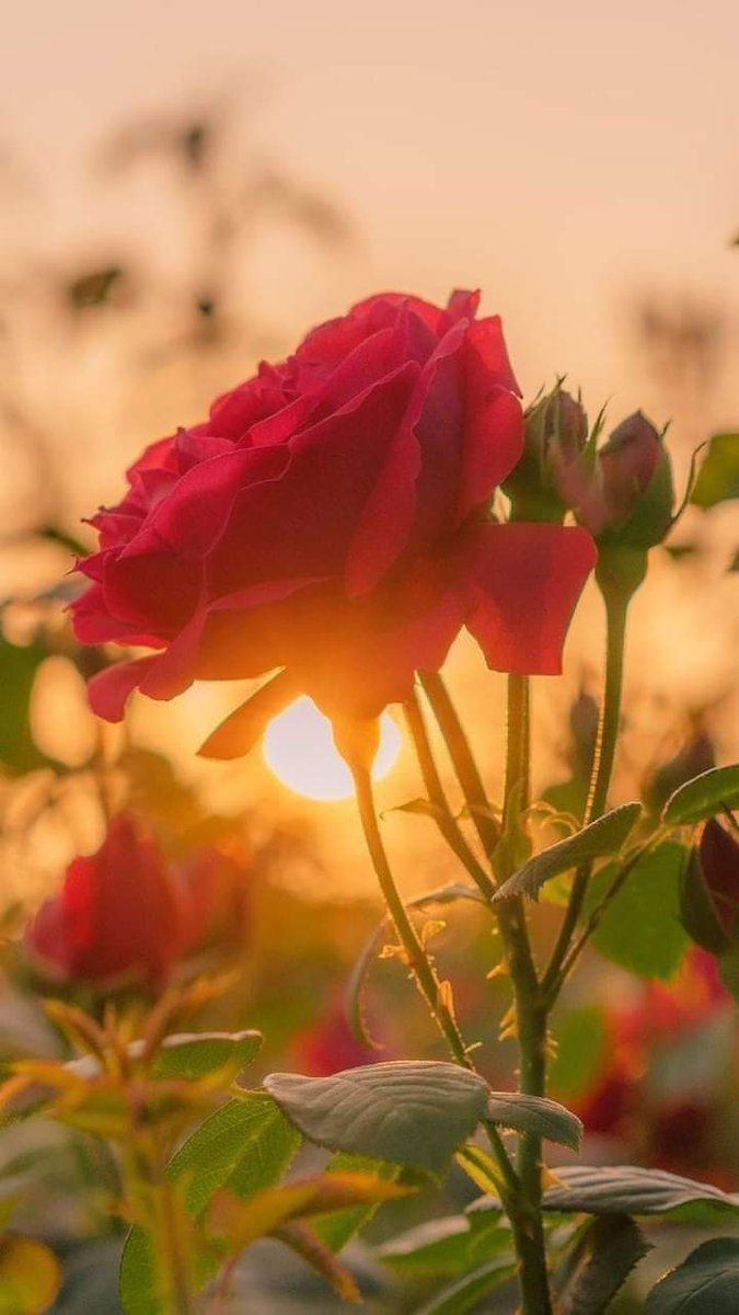 Hosirik29_61's tweet image. Bismillahirrahmanirrahim 🌹

"La ilahe illlahü Halimü _l Kerim"

Ya rabbi..!
Biz ne aradıysak  #SENDE bulduk...?

     #SEN  ne  arıyorsan #BİZDE  bulun,dur.🤲

#Es #Selamünaleyküm 
Hayırlı sabahlar....🌸🩷