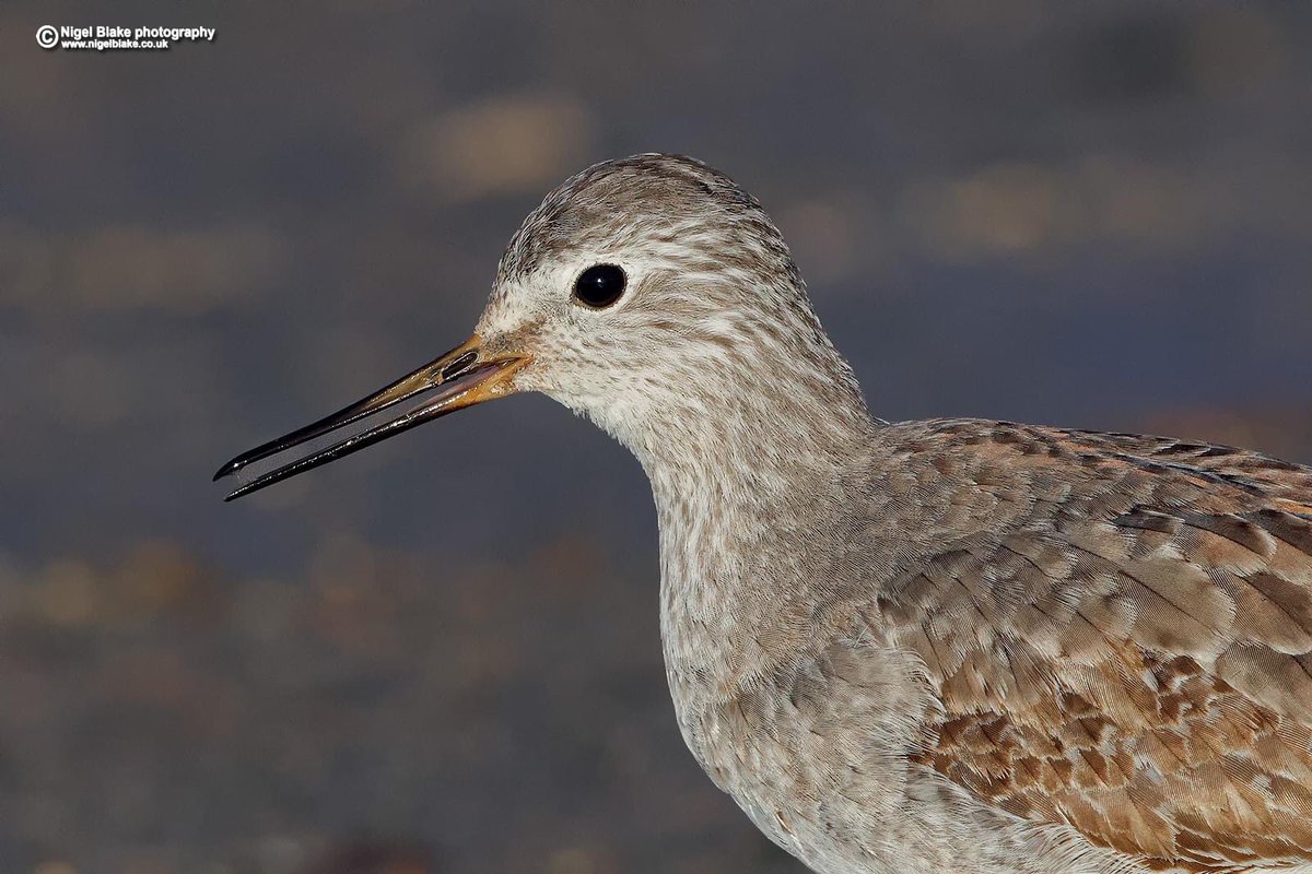 NigelBlakephoto's tweet photo. A cropped head shot of the Lesser Yellowlegs, Tringa flavipes, at RSPB Frampton Marsh nature reserve. 01. 01. 2024 #birds #BirdsSeenIn2024 @RSPBFrampton @Natures_Voice @CanonUKandIE #lesseryellowlegs #birdphotography https://t.co/RIYCVV5PT7