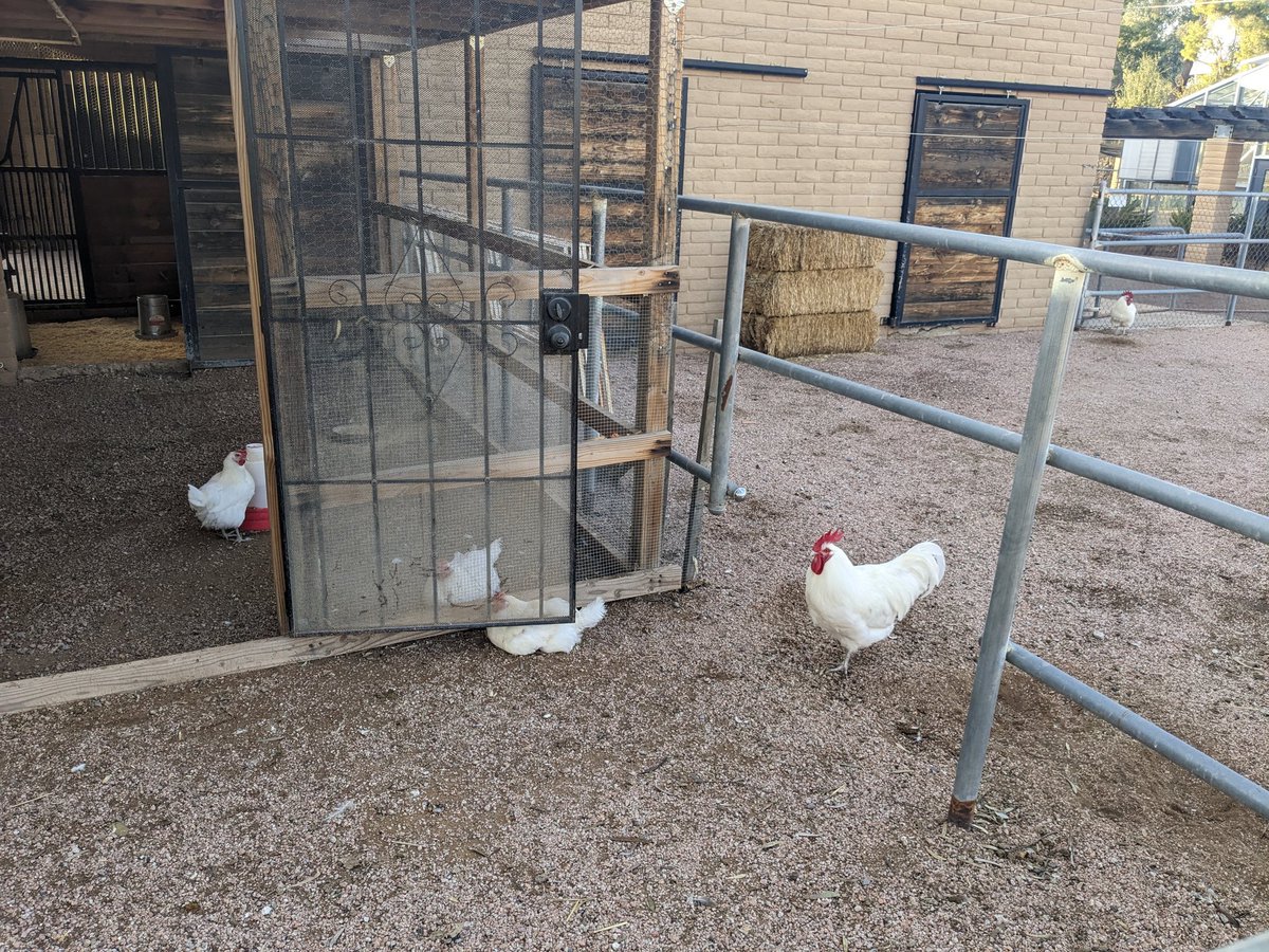 CoffinItUp's tweet image. #ranchmcnuggets #nohoa

(My neighbors...🤣)