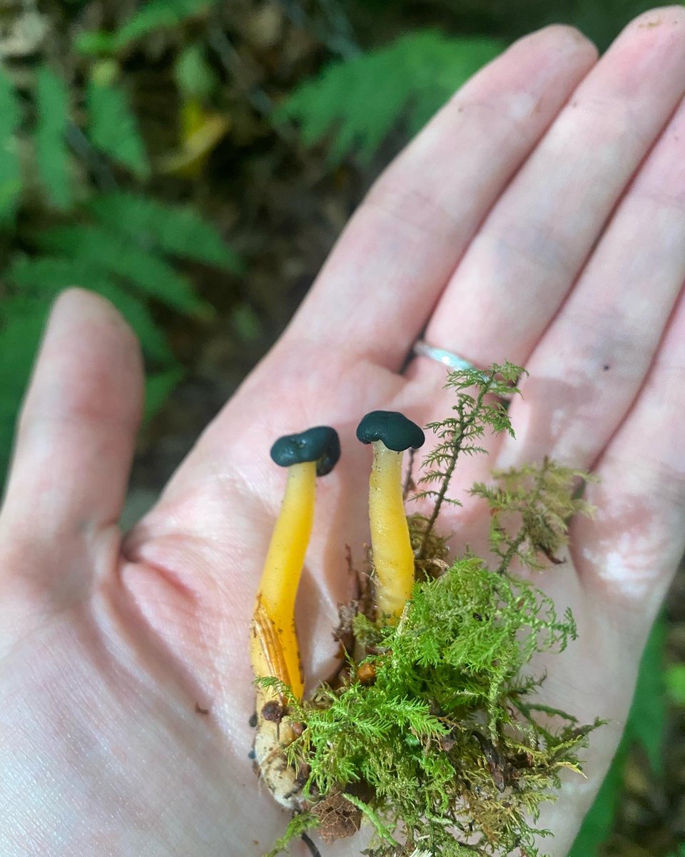 nuke_nerd's tweet photo. A few of my top mycology finds of 2023! Indigo milk cap, chicken lips, stinkhorn, wood blewit. Looking forward to what I hope will be a rainy 2024 https://t.co/t3vQWGOODr