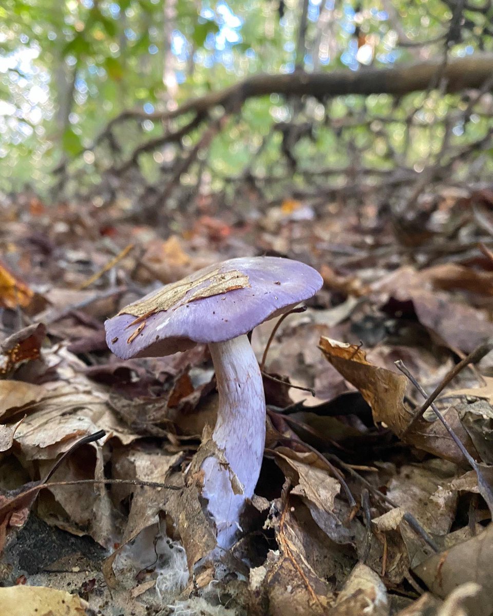 nuke_nerd's tweet photo. A few of my top mycology finds of 2023! Indigo milk cap, chicken lips, stinkhorn, wood blewit. Looking forward to what I hope will be a rainy 2024 https://t.co/t3vQWGOODr