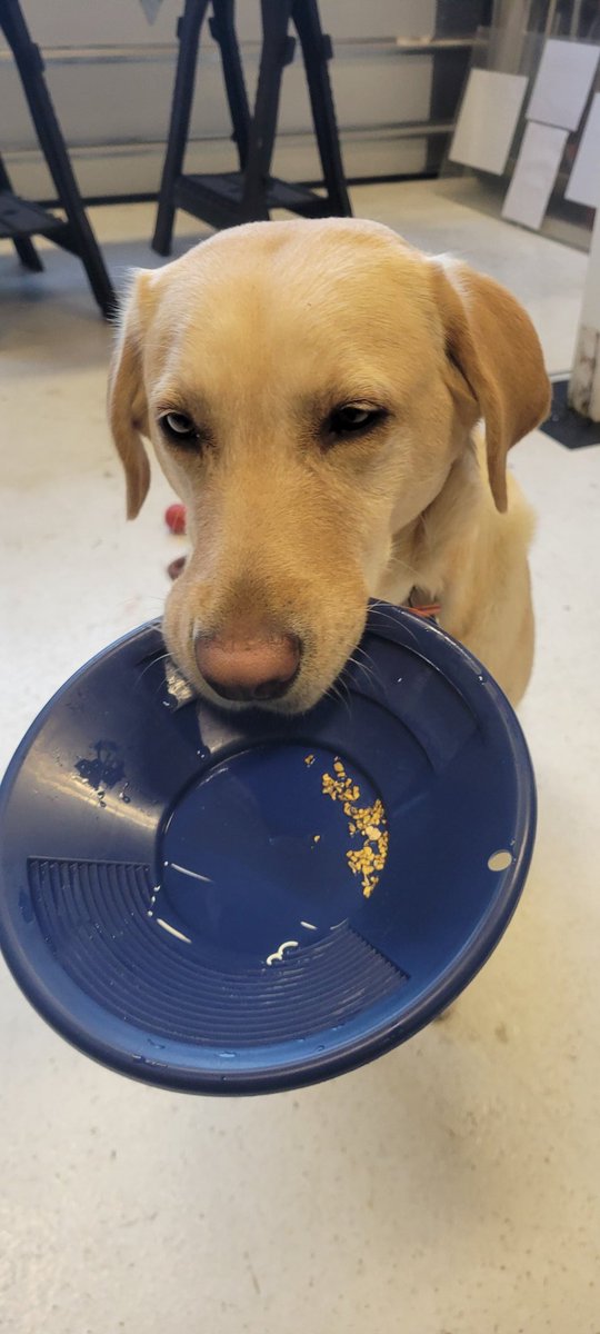 Happy New Year! I'm giving away some Gold on my YouTube channel. Come check us out and enter for your chance! 😀youtu.be/lCJdbTBLFKQ?si…