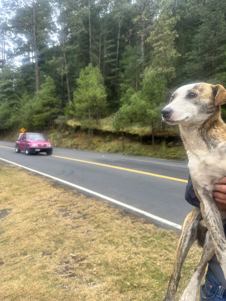 sereslibres_mx's tweet photo. Hola familia bonita. Aquí con la noticia de que acabamos de rescatar a esta cachorra, pues íbamos en la carretera y casi la atropella el coche de enfrente… 😣

Si bien sabemos que no podemos ayudar a todos, también sabemos que la vida te pone situaciones de vida o muerte y la verdad no nos da el ♥️ para dejarla ahí a su suerte, para que otro coche la arrolle más tarde. 

Estaba completamente sola vagando por la carretera, no hay pueblos cercanos ni sabemos porque estaba aquí y pues no pudimos dejarla. Además está HELANDO (Nevado de Toluca).😢

Tiene como 8 meses, es la perrita mas dulce, linda y entendida; no cabe en el coche porque vamos llenas, pero ahí se acopló a su huequito como si entendiera. 

⛔️Nos URGE, encontrarle un hogar temporal o mejor aún que alguien la adopte, ya que de verdad NO tenemos a donde ponerla. 

🚨De igual manera necesitamos su apoyo para llevarla al vet ahorita mismo, porque está cojita de una pata, desnutrida y temblando mucho. 

Igual queremos iniciar su protocolo de salud. 🐾🥹
Por favor ayúdenos a ayudarla. 🙏🙏🙏

012 445 0011863616 84 Clabe
- 011863 6168 número de Cuenta 
- BBVA 
- Libertad Animal AC Seres Libres
- https://t.co/OFYfI00ung