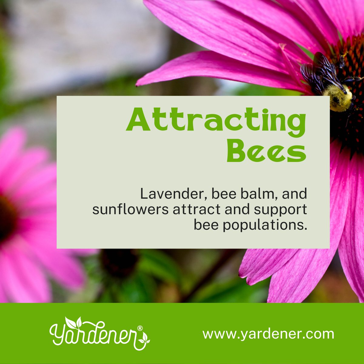 Gardening Tips

#GardenTips #PollinatorParadise #yardener #gardening #gardeninglife #gardeningtips #gardeningisfun #GardeningX