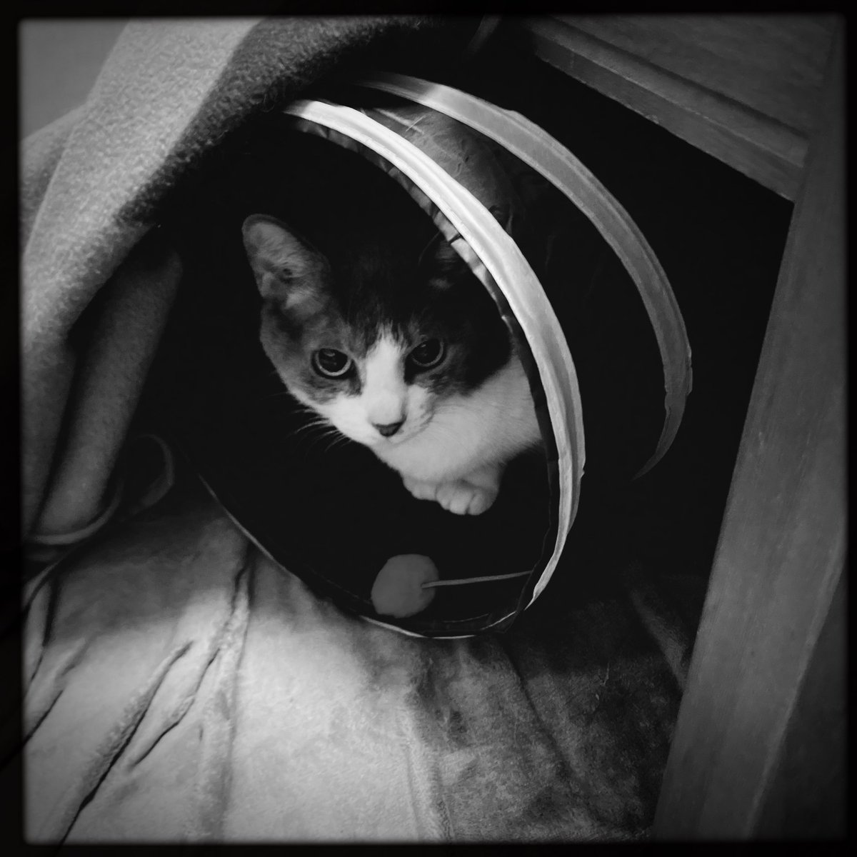 necobitter's tweet photo. #Hipstamatic #BodhiSW #RedEyeGel #BlacKeysSupergrain #猫 #photo https://t.co/kOoEa1PGQy