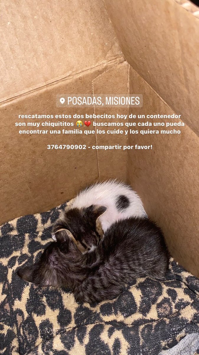 valensmor's tweet photo. hola! les estoy buscando casa a todos dos gatitos recién nacidos, no los puedo tener 😔💔 si saben de alguien que los quiera adoptar me pueden escribir por whatsapp 3764790902 https://t.co/NXFLEZl2aX