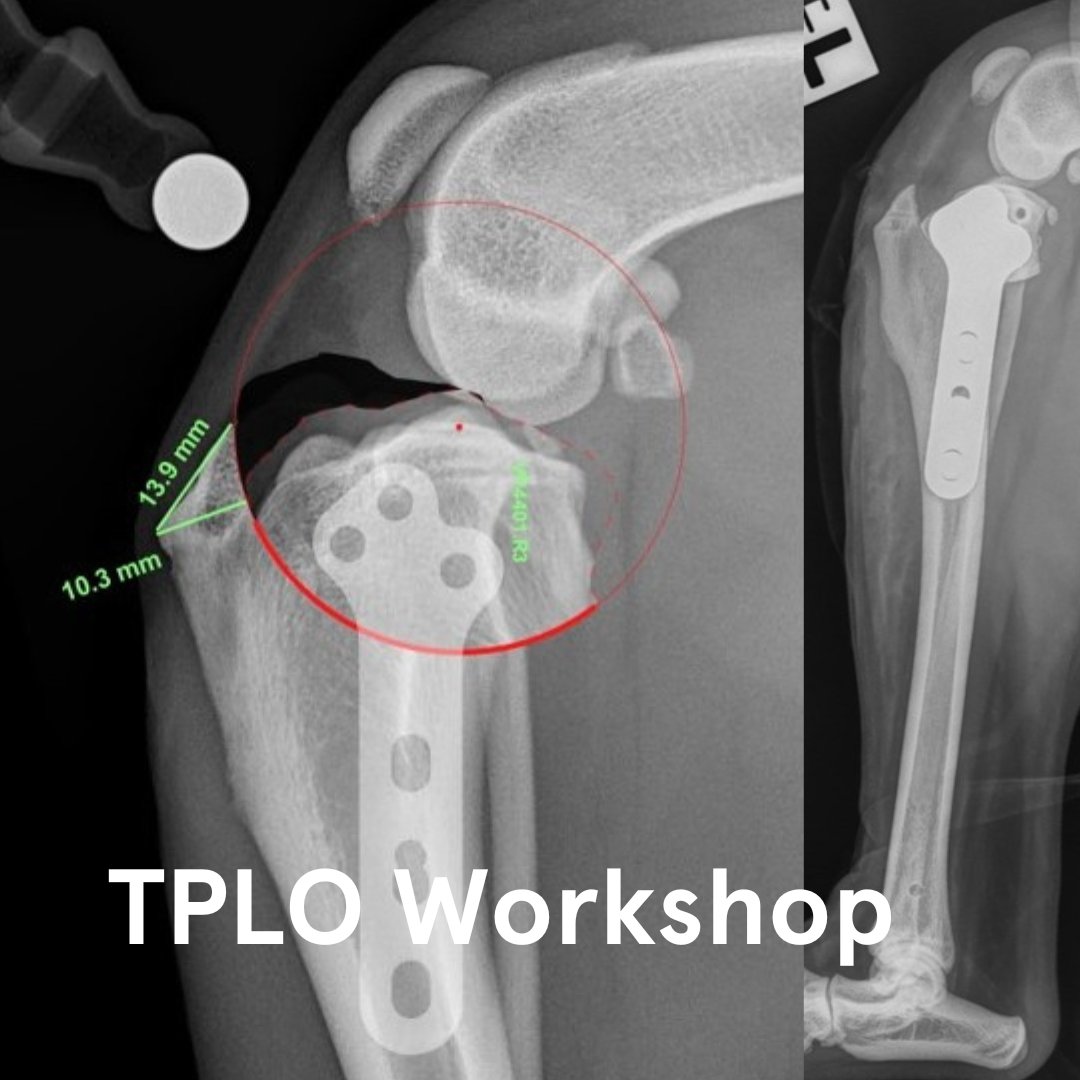 CVE_Sydney's tweet photo. Masterclass in Tibial Plateau Levelling Osteotomy (TPLO) | 23 &amp; 24 March 2024 🌟  
Elevate your TPLO game with this cutting-edge, hands-on experience! Enrol now https://t.co/kzPxKg8XcK https://t.co/HqzeAoSUDW