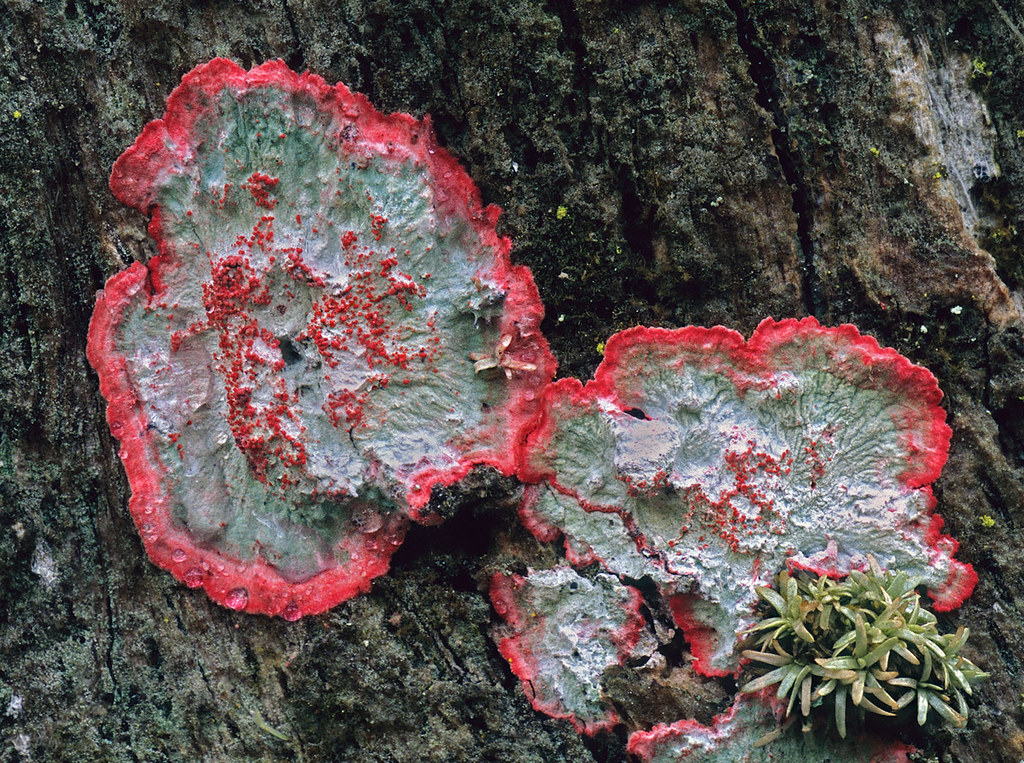 NYBG's tweet photo. While many are packing away christmas decorations, this one can be found year-round! Herpothallum rubrocinctum, AKA the "Christmas Lichen" has a red &amp; green wreathed appearance. Check out this NYBG Herbarium specimen! 🎄: https://t.co/ijdSZrPFhP #NYBGscience #plantfacts https://t.co/htycHVxC80