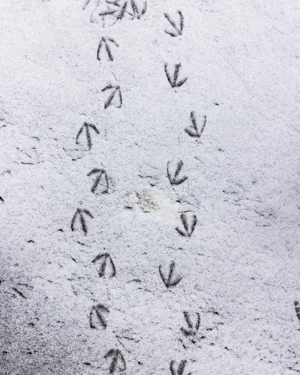 A beautiful dusting of snow at Ramsey Lake ❄️
.
📸 by @cassidyjeanmc [IG]
.
👉 ❄️ For MORE of the BEST #ThingsToDoInSudbury this winter, visit 🔗 discoversudbury.ca/winter.

#sudburyontario #sudburyphotographer #northernontario #discoversudbury #ontario #discoverOntario #ramseylake