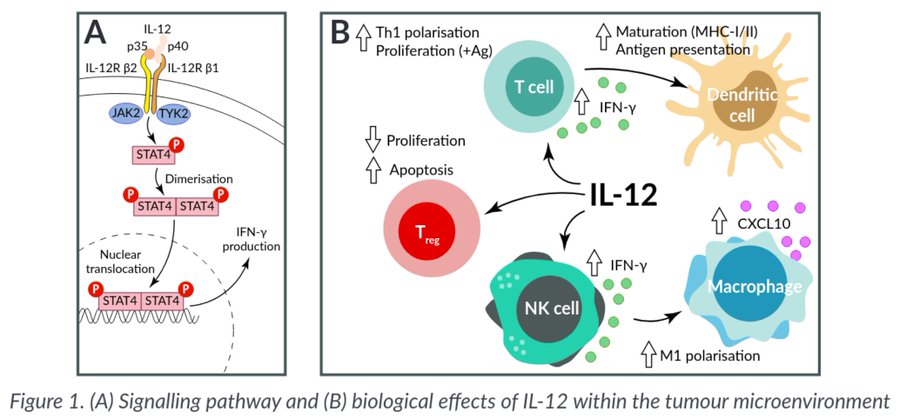 MarcinWegrecki's tweet photo. Check out some of the exciting science we do at oNKo-innate! #immunotherapy 

https://t.co/VKe6h4qj1m https://t.co/ShoeVDrljp