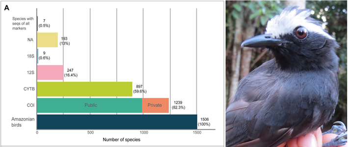 Starting off the new year with good news! Our paper, 'Lack of local genetic representation in one of the regions with the highest bird species richness, the Peruvian Amazonia', has been published in PLOS ONE: tiny.cc/2krrvz. Check it out! 🧵👇