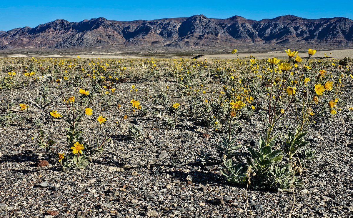 Our 2024 to-do: 🏆 win in court 🔬 produce groundbreaking science 📢 influence the national narrative 🖋️ shape politics ✊ ignite a people-powered movement Join us: bit.ly/3tNH2o6 📷 : Death Valley in bloom on 1/1/24 by our Great Basin Director @bitterwaterblue