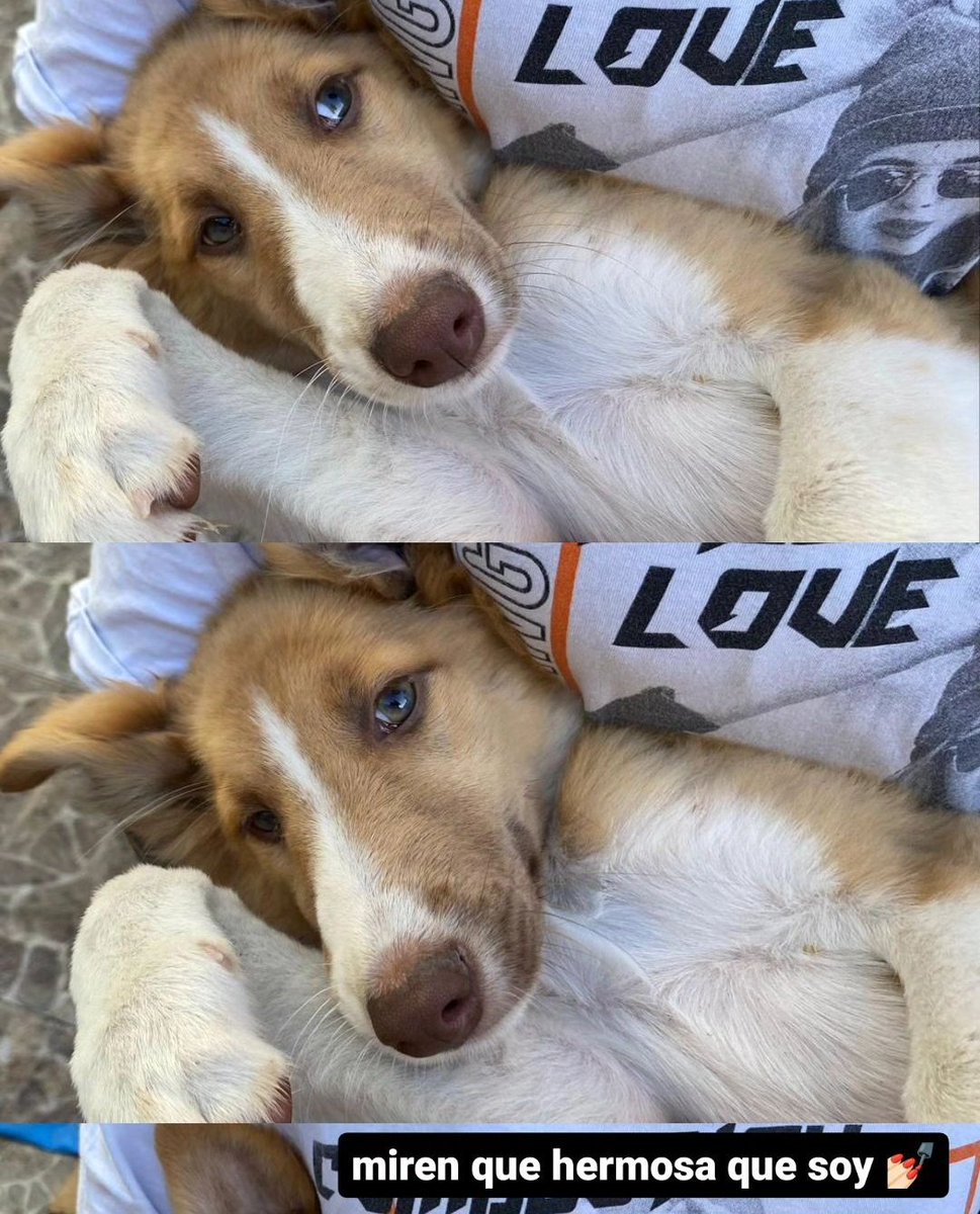 baluca_'s tweet photo. me ayudan a difundir esta bebota hermosa? tiene traslado a CABA o a dónde sea necesario! 💗 https://t.co/qmvxnTPIby