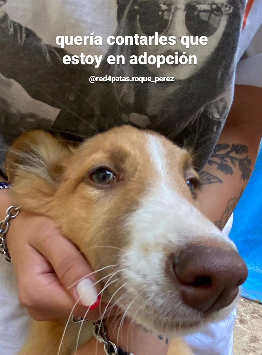 baluca_'s tweet photo. me ayudan a difundir esta bebota hermosa? tiene traslado a CABA o a dónde sea necesario! 💗 https://t.co/qmvxnTPIby