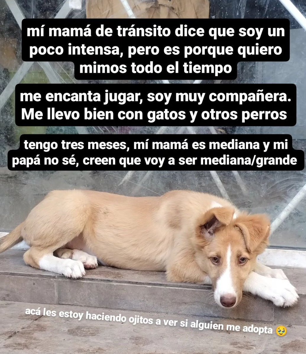baluca_'s tweet photo. me ayudan a difundir esta bebota hermosa? tiene traslado a CABA o a dónde sea necesario! 💗 https://t.co/qmvxnTPIby