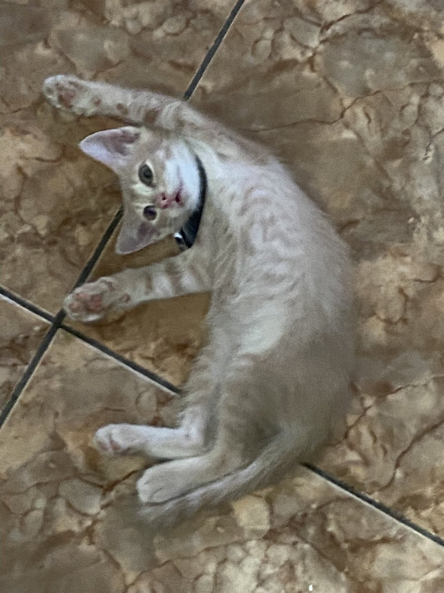 byraparam's tweet photo. Kucingku Hilang di Rest Area Km. 57 Tol Jakarta-Cikampek

Hilang dari tgl 21 Desember 2023. Aku dan keluarga sudah 2x kesana namun tidak ada yang melihat kucing aku ini. Buat temen2 yang mudik kemarin melewati rest area ini dan kebetulan melihat mohon reply🙏🏻 https://t.co/fvUlHXVDiU