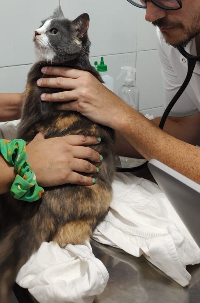 DIFUNDIR 🙏❗️ a mi gatita pitusa le extirparon un tumor cancerígeno y hay altas posibilidades de que reaparezca ya que es muy invasivo, la operación pudimos pagarla pero ahora tenemos q hacerle un tratamiento super costoso que en este momento nos supera económicamente SIGUE ABAJO