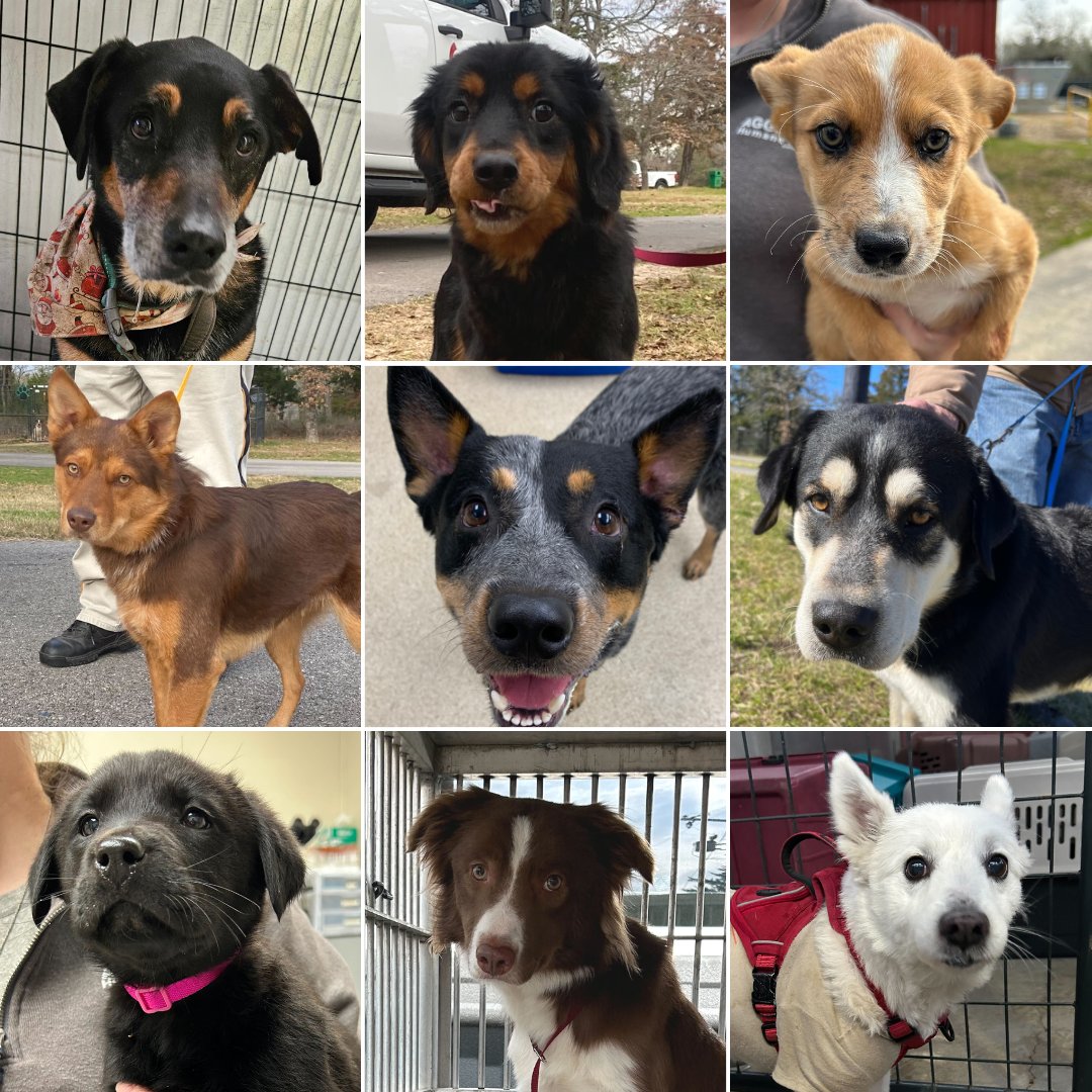 DO YOU RECOGNIZE ANY OF US?
19 lost dogs arrived at the shelter today alone.
4 dogs adopted, 2 were reunited with family.

AgHS is already at CRITICAL capacity. 

LOST &amp; FOUND: aggielandhumane.org/view-lost-and-…
ADOPT A DOG: aggielandhumane.org/adopt-a-pet/