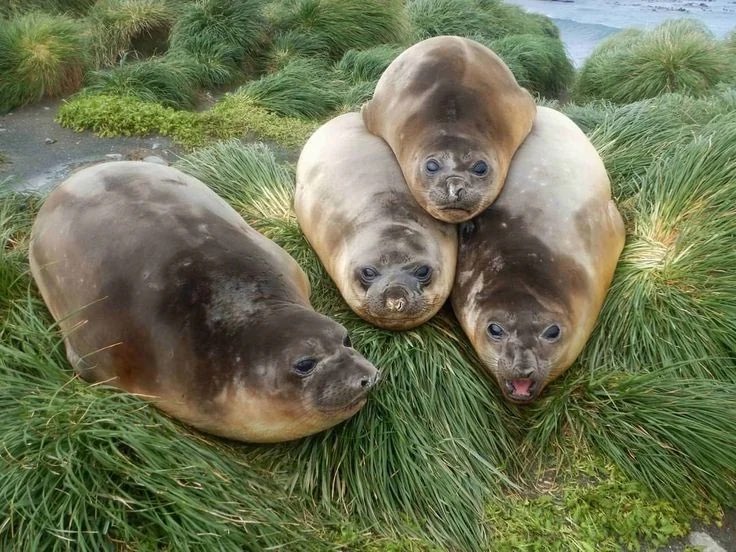 spilledcrawfish's tweet photo. a group of wild eclairs https://t.co/Wgjt9Nh9OU