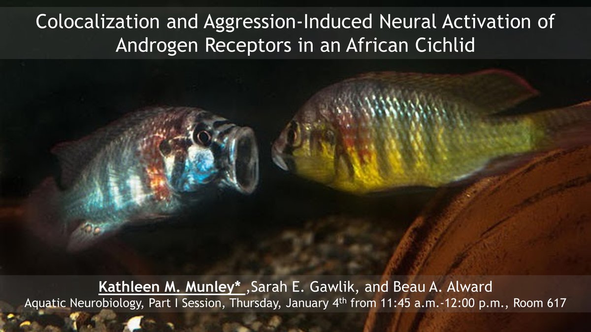 Dr. Kathleen M. Munley (@thefishiedoc) on Twitter photo Thrilled to be in Seattle for #SICB2024! I'm presenting in the Aquatic Neurobiology, Part I session on Thursday morning, where I'll be discussing some new data on expression and colocalization patterns of androgen receptors in the A. burtoni brain!🐟🧠🧬<a href="/SICB_DCE/">SICB Division of Comparative Endocrinology</a> <a href="/SICB_DNNSB/">SICB_DNNSB</a> Thrilled to be in Seattle for #SICB2024! I'm presenting in the Aquatic Neurobiology, Part I session on Thursday morning, where I'll be discussing some new data on expression and colocalization patterns of androgen receptors in the A. burtoni brain!🐟🧠🧬<a href="/SICB_DCE/">SICB Division of Comparative Endocrinology</a> <a href="/SICB_DNNSB/">SICB_DNNSB</a>